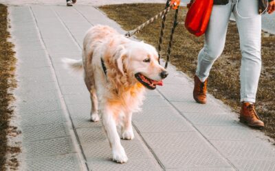 Where can dogs be off lead in Kalbarri?